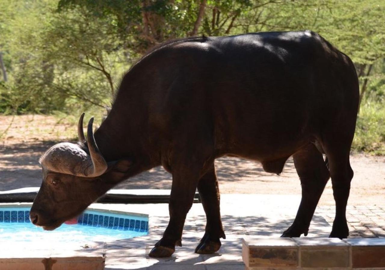 Twiga Lodge Mabalingwe Bela-Bela Bagian luar foto